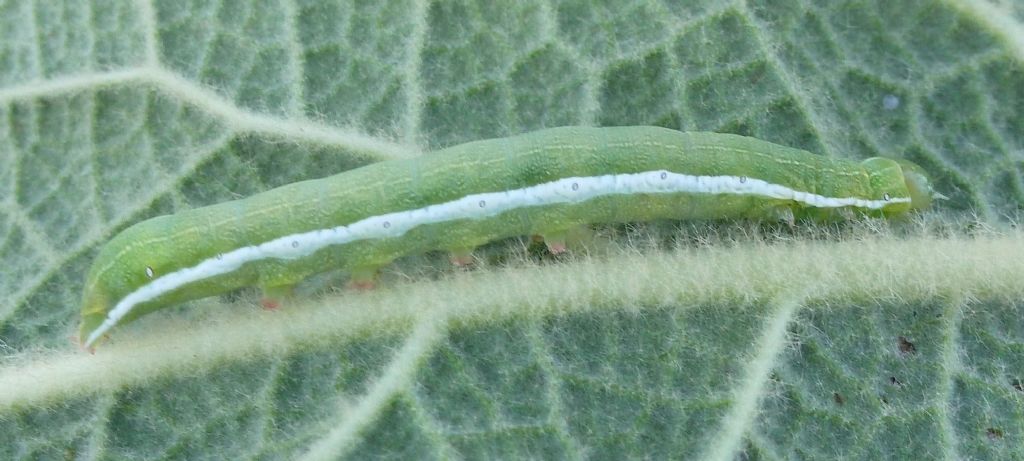 Larva di Noctuidae